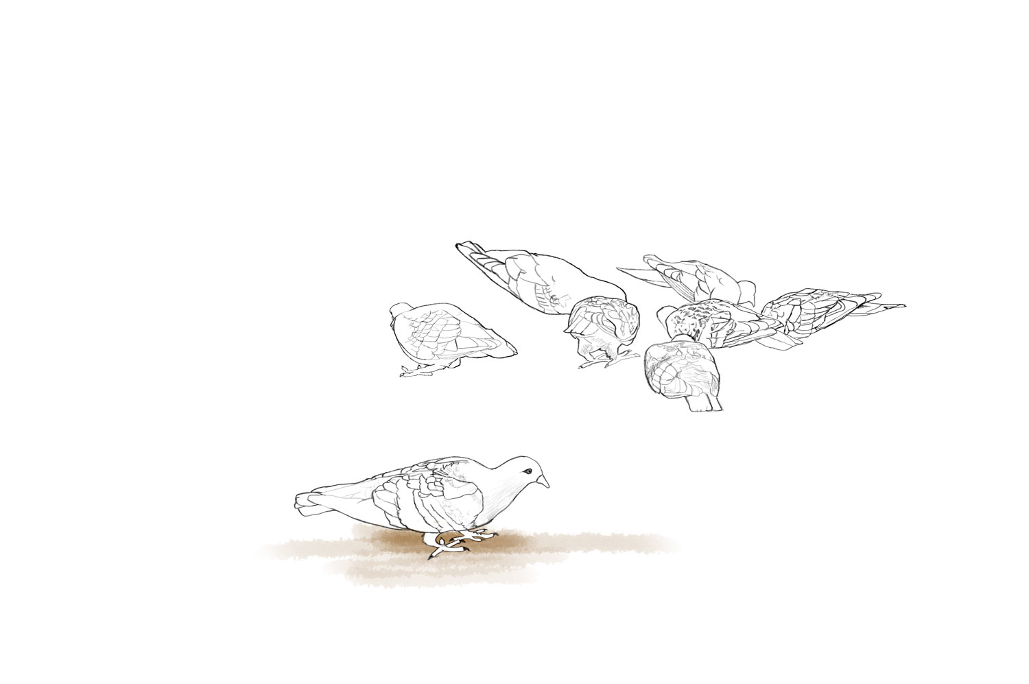 pigeon digital painting