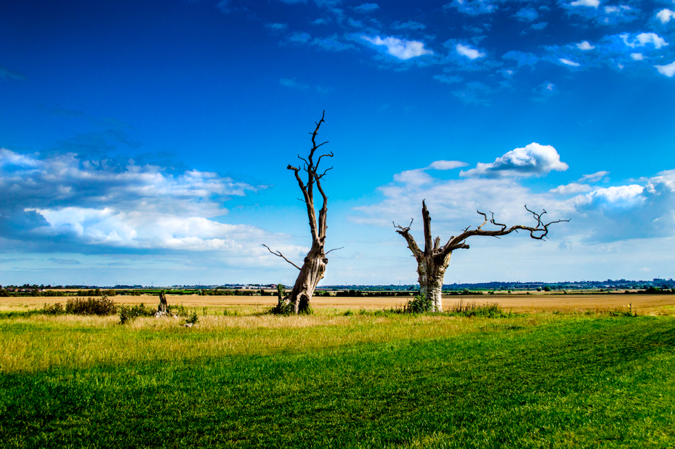 Dead Trees