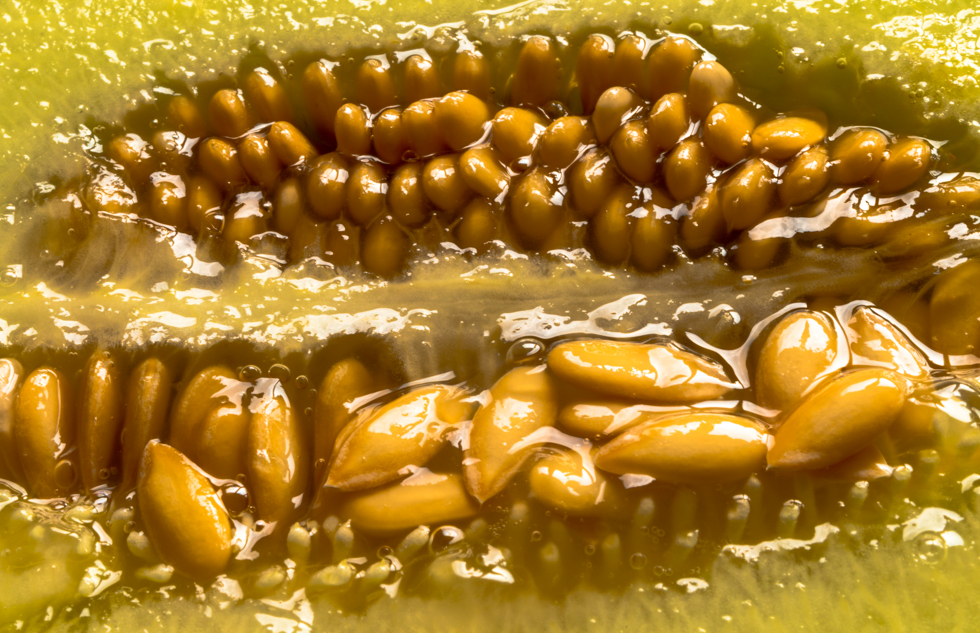 Macro Melon